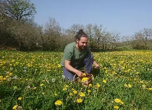 Wild edible plant walk in Najac with Michaël Fayret