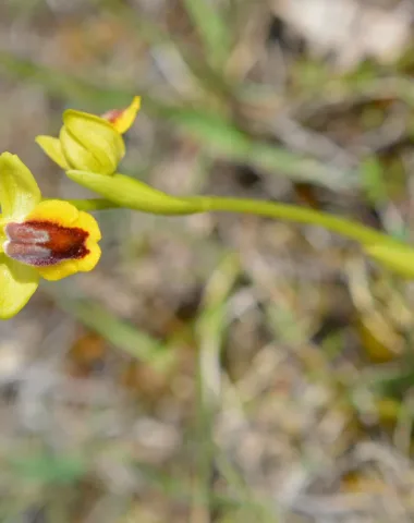 Balade commentée de la Lande de la Borie : à la recherche des Orchidées de La Rouquette