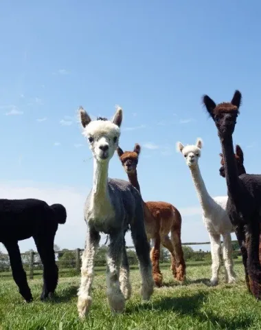 DuPrem Alpaga – Visite de la ferme et boutique