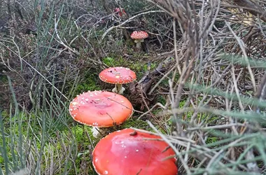 La Croix de Sainte Germaine, la Bergère – La Fouillade