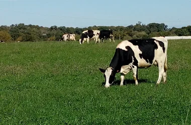 mucche nei prati