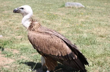 Parc animalier du Segala (Pradinas)- vautour fauve en animation