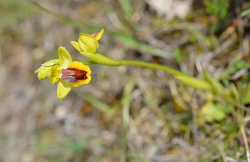 Führung durch das Lande de la Borie: Auf der Suche nach den Orchideen von La Rouquette