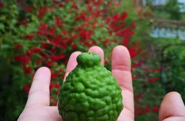 Les jardins de l’instant végétal : cueillette de fleurs sauvages