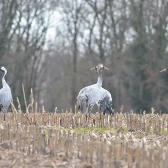 Le Grand voyage des Grues cendrées (en famille) Du 31 oct au 7 déc 2024