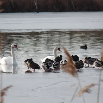 Les oiseaux hivernants de la Réserve Massé-Foucault