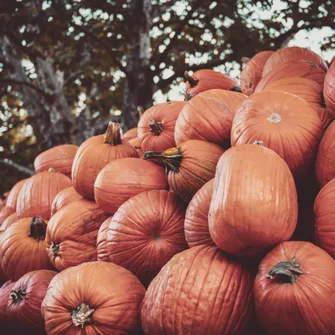 Fête de la Citrouille Le 17 nov 2024