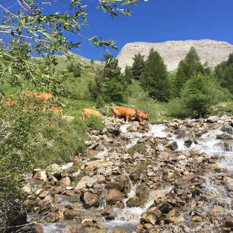 Balade découverte des marmottes avec Tis’ânes