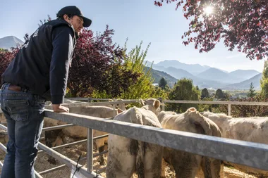 Foire aux bovins et aux chevaux