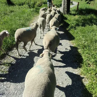 Rando-Transhumance avec Arthur et ses brebis