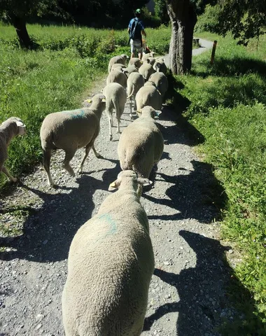 Rando-Transhumance avec Arthur et ses brebis