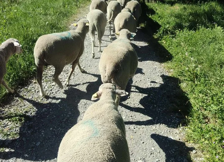 Rando-Transhumance avec Arthur et ses brebis