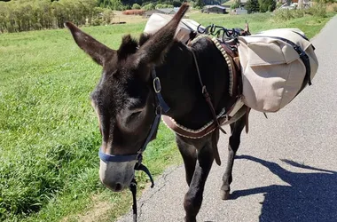 10 jours sur le GR®69 La Routo avec des ânes, entre les vallées de la Blanche et de la Stura