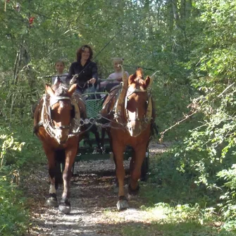 Balade en calèche dans les Clues de Barles