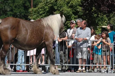 Foire aux bovins et aux chevaux