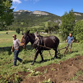 Les Jeudis animés de la Maison du Mulet : « Faites des patates »