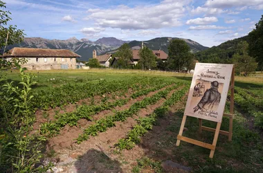 Les Jeudis animés de la Maison du Mulet : « Faites des patates »