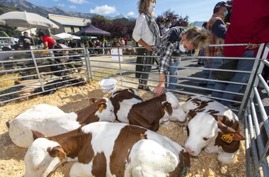 Foire aux bovins et aux chevaux