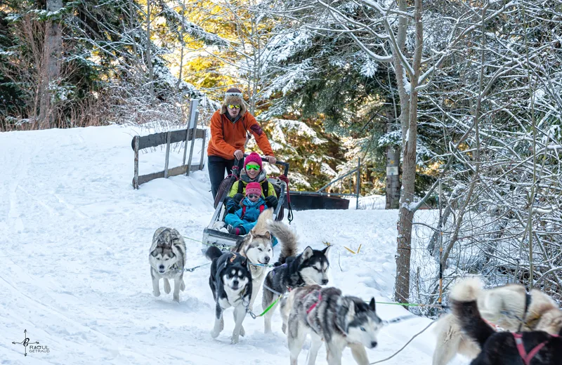 Chiens de traîneaux