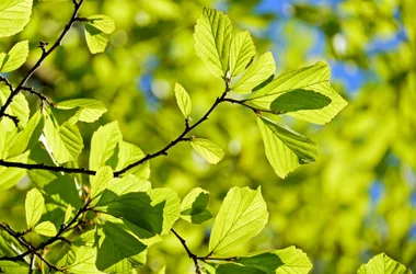 Balade des sens d’été au Fanget