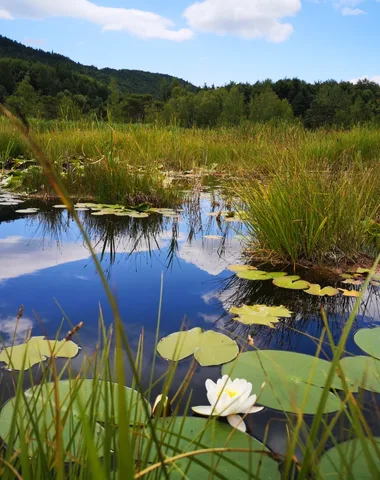 Sortie découverte du site Natura 2000 du Lac de Saint-Léger