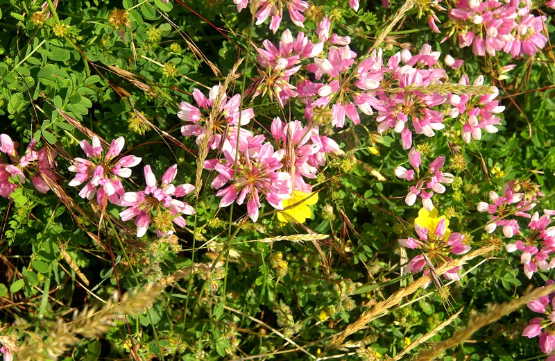 Sortie découverte de la nature