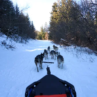 Qanittak Chiens de traîneaux