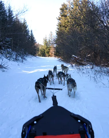 Qanittak Chiens de traîneaux