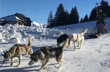 Chiens de traîneaux