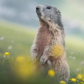 Balade découverte des marmottes avec Tis’ânes