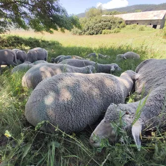 Rando-Transhumance avec Arthur et ses brebis