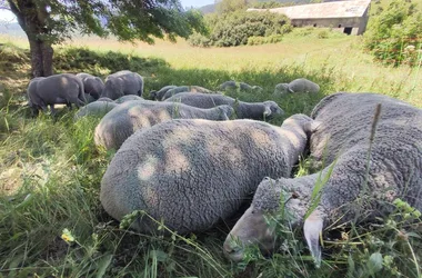 Rando-Transhumance avec Arthur et ses brebis