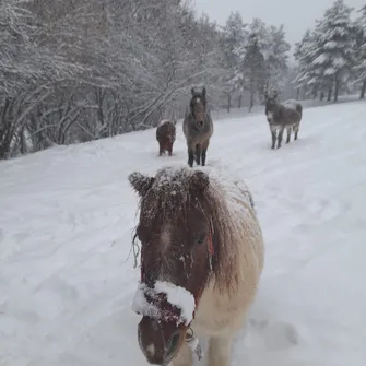 Balade à poney en main