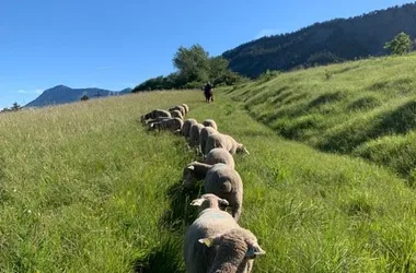 Rando-Transhumance avec Arthur et ses brebis