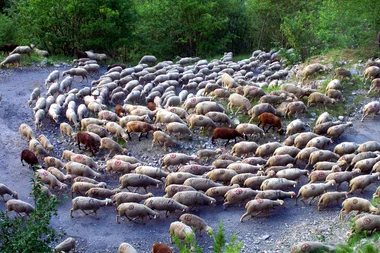 Fête de la Transhumance à l’Ubac – 4ème édition