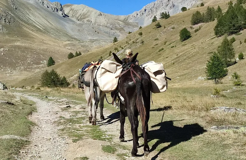 10 jours sur le GR®69 La Routo avec des ânes, entre les vallées de la Blanche et de la Stura