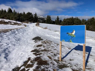 Exposition naturaliste en plein air