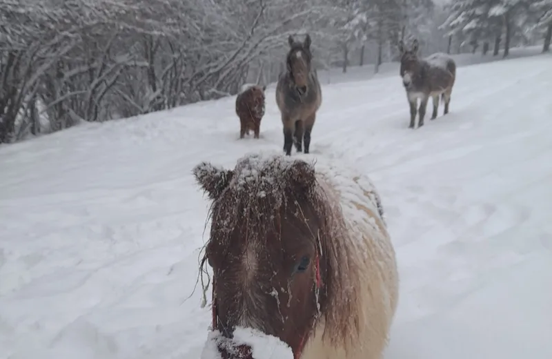 Balade à poney en main à la station de Montclar