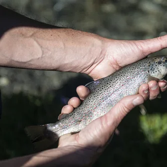 Association Agréée de Pêche et de Protection des Milieux Aquatiques