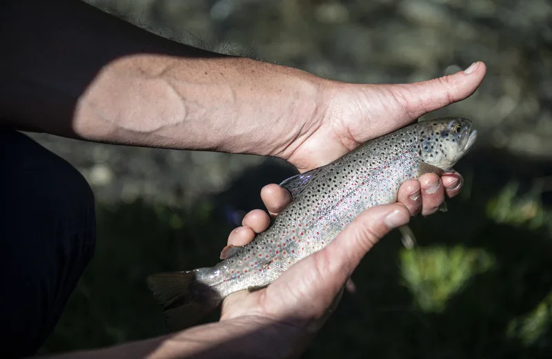 Association Agréée de Pêche et de Protection des Milieux Aquatiques