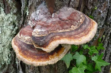 Visite Guidée : Forêt Dunaire de Camicas