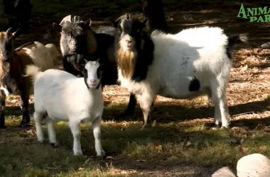 Animalia Parc – La Ferme