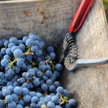 Journée vendanges au Château De La Croix