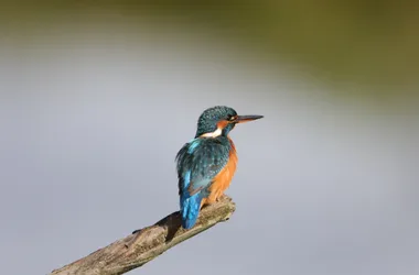 Parc ornithologique “Terres d’Oiseaux”