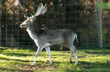 Animalia Parc – La Ferme