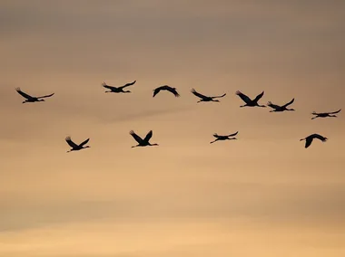 La migration des oiseaux