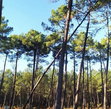 La LPO célèbre l’arbre en 2024 !