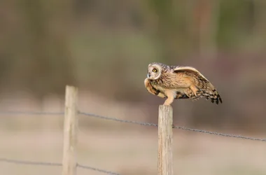 Parc ornithologique “Terres d’Oiseaux”