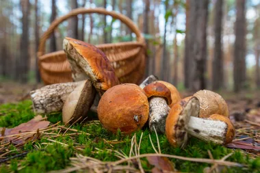 Les champignons, tout un monde à découvrir