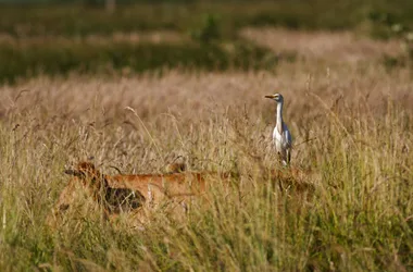 Parc ornithologique “Terres d’Oiseaux”